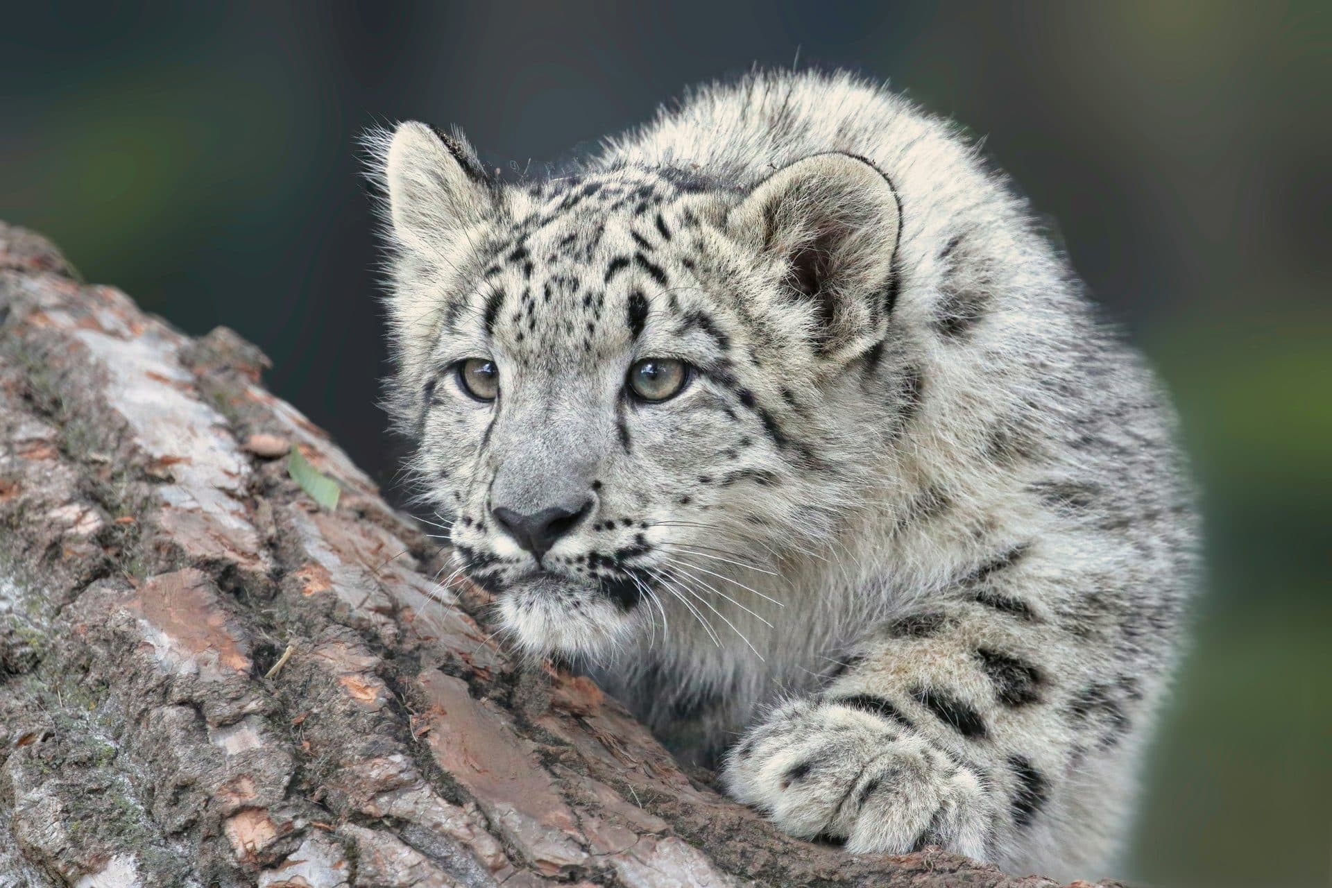 Snow leopard walking through snow-capped cliffs